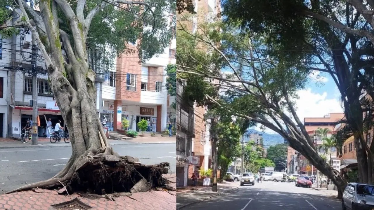 Árbol cayó en Laureles y afectó la movilidad/Min30