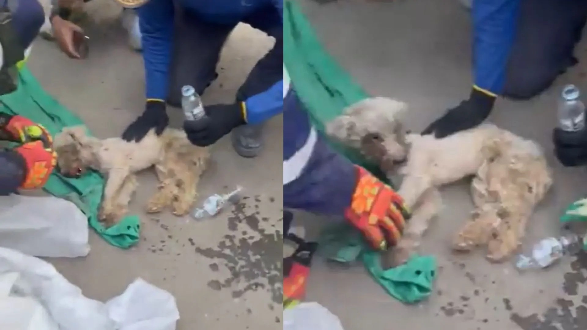 ¡Milagro en Venezuela! Perrita sobrevivió 29 días atrapada bajo los escombros y fue rescatada con vida