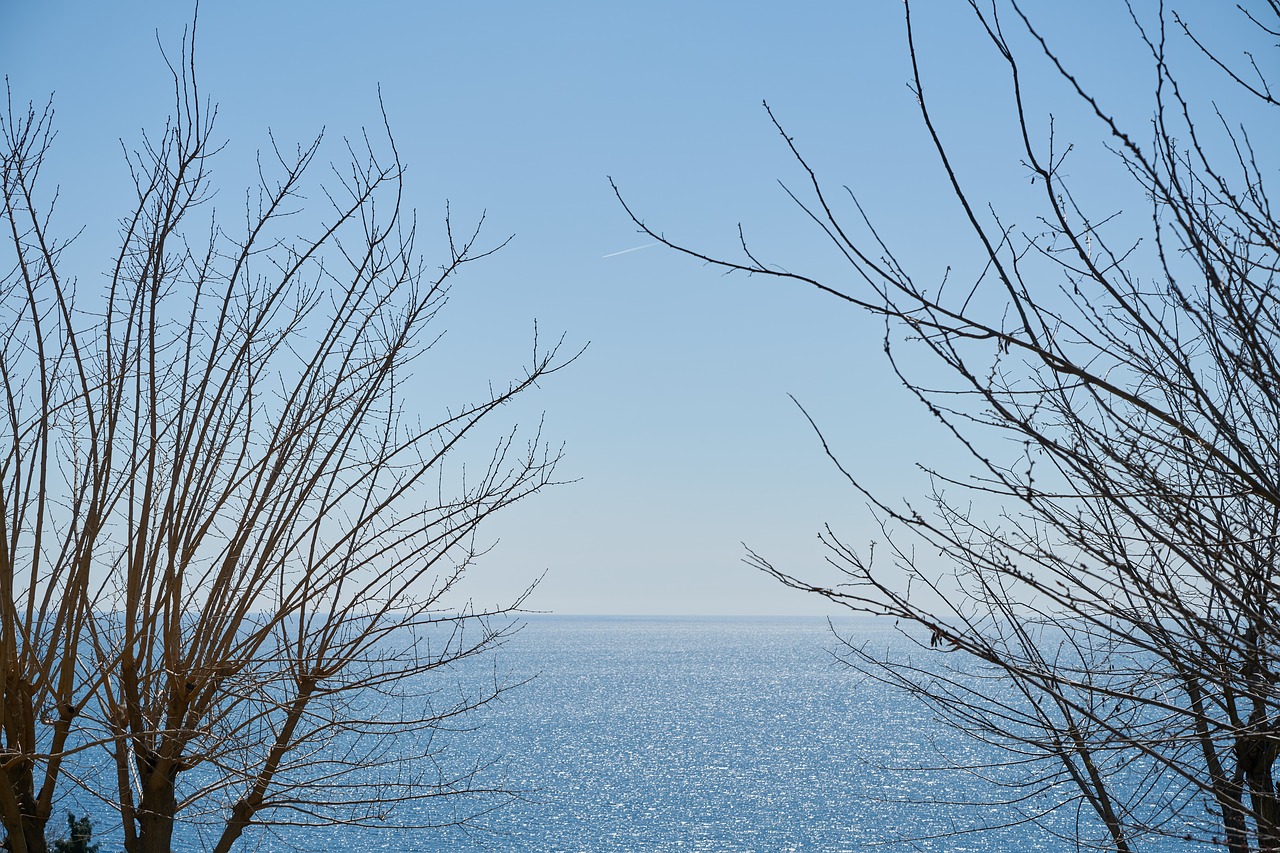 Download Free Photo Of Tree Branches Sky Season Winter From Needpix Com