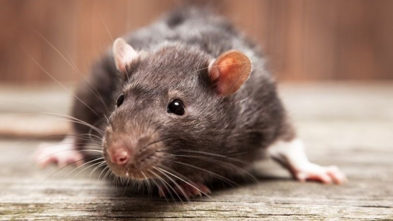 Arti Mimpi tentang Tikus, Laba-laba dan Semut | NU Online