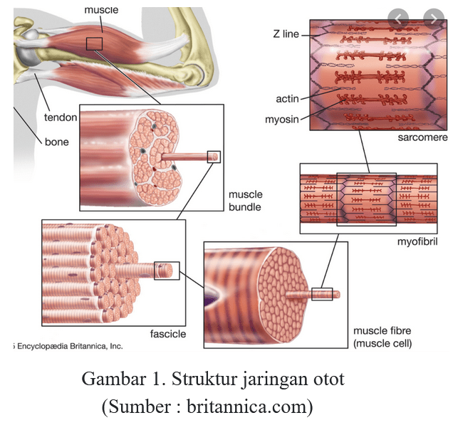 Jaringan Hewan - Tanya MIPI