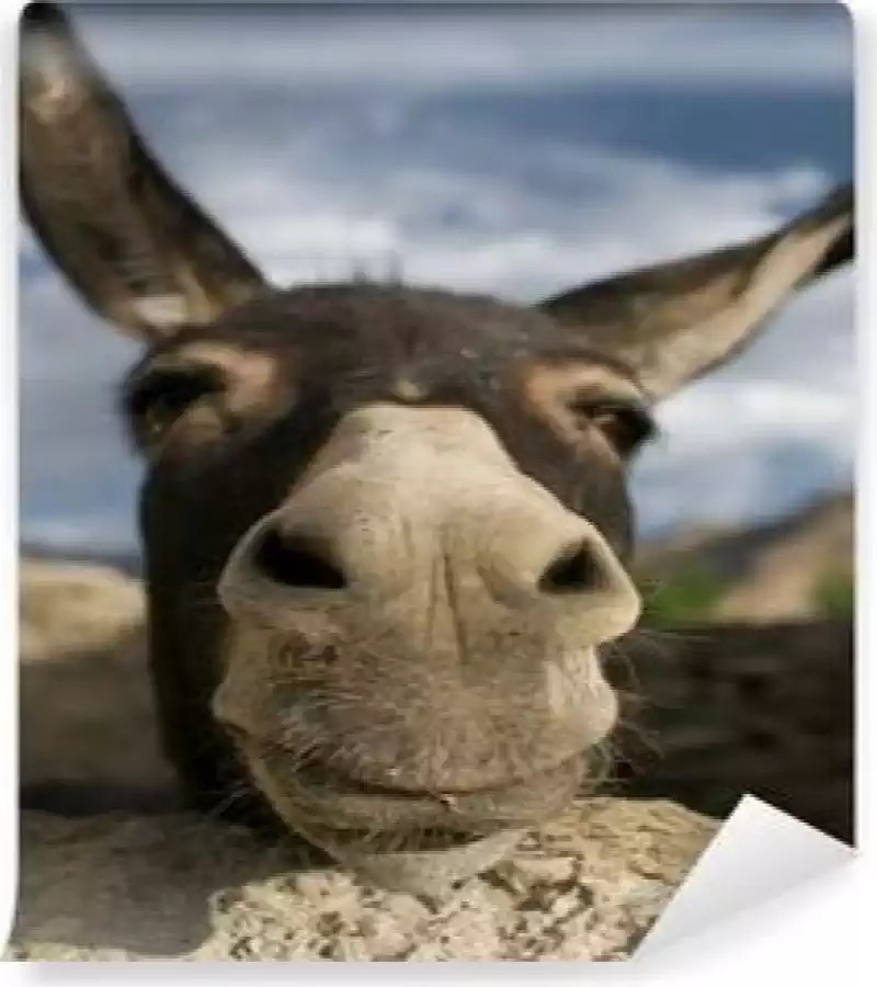 Arkadaşım Eşşek, Eşek Cennetine Gitmiş midir? | Stratejik Araştırmalar ...