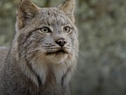 Links for July 2024 - by Scott Alexander - Astral Codex Ten  9