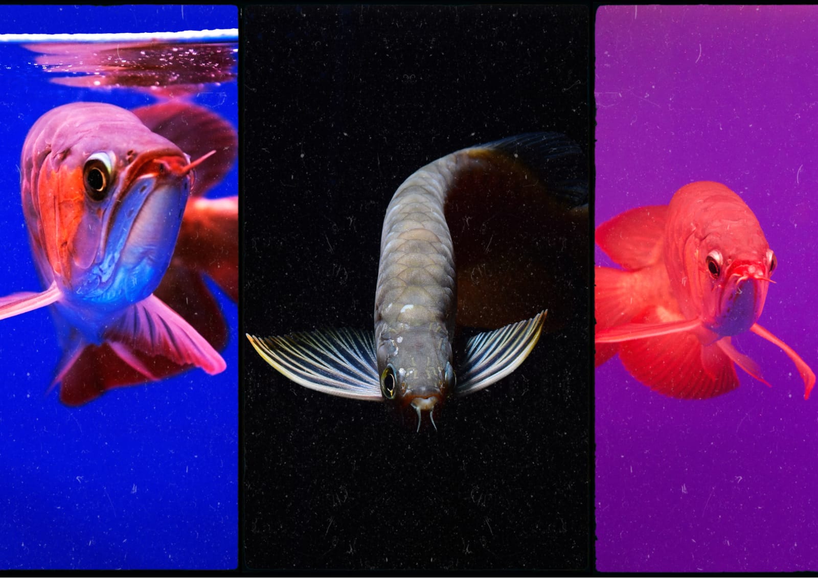 Harga Ikan Arwana Silver Platinum