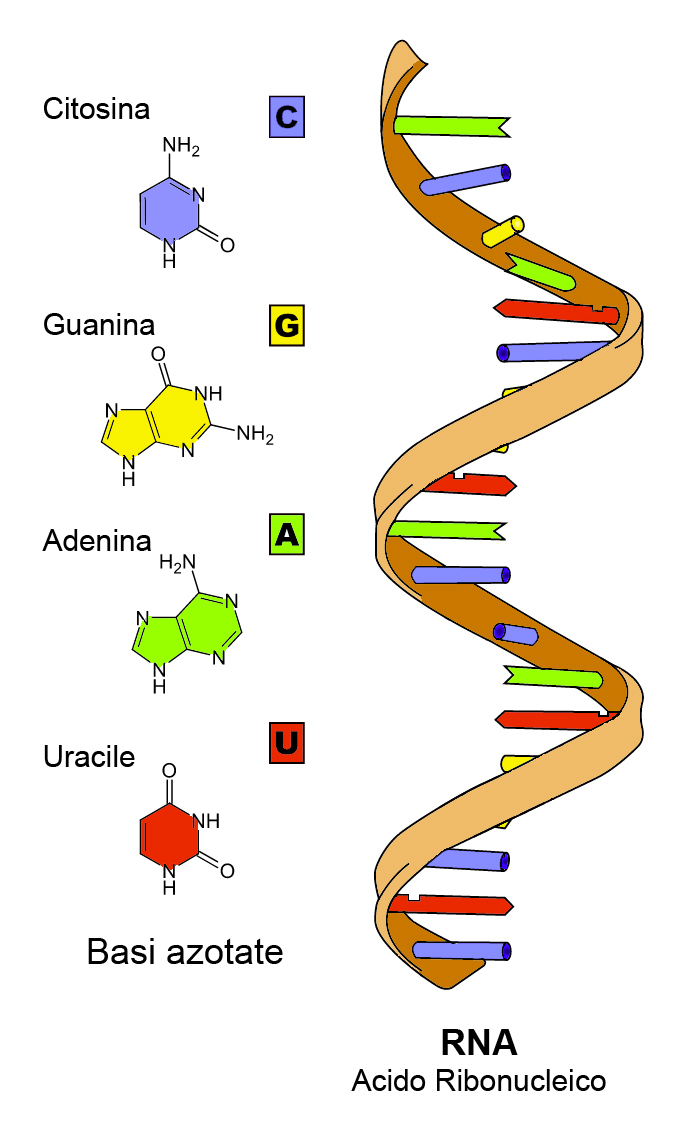 L Rna Superagatoide
