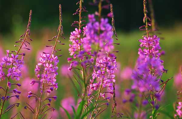 ферментация иван-чая замораживанием