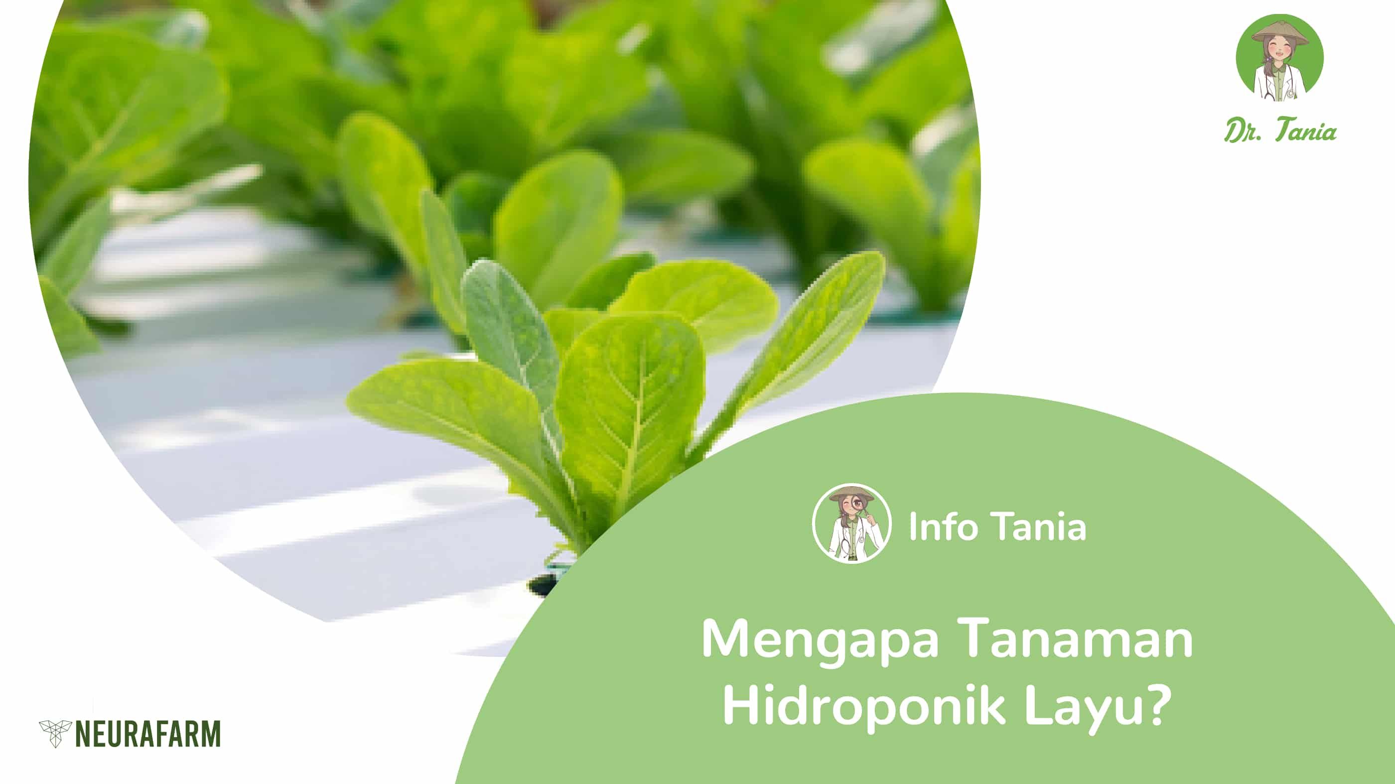 Mengapa Tanaman Hidroponik Saya Layu?