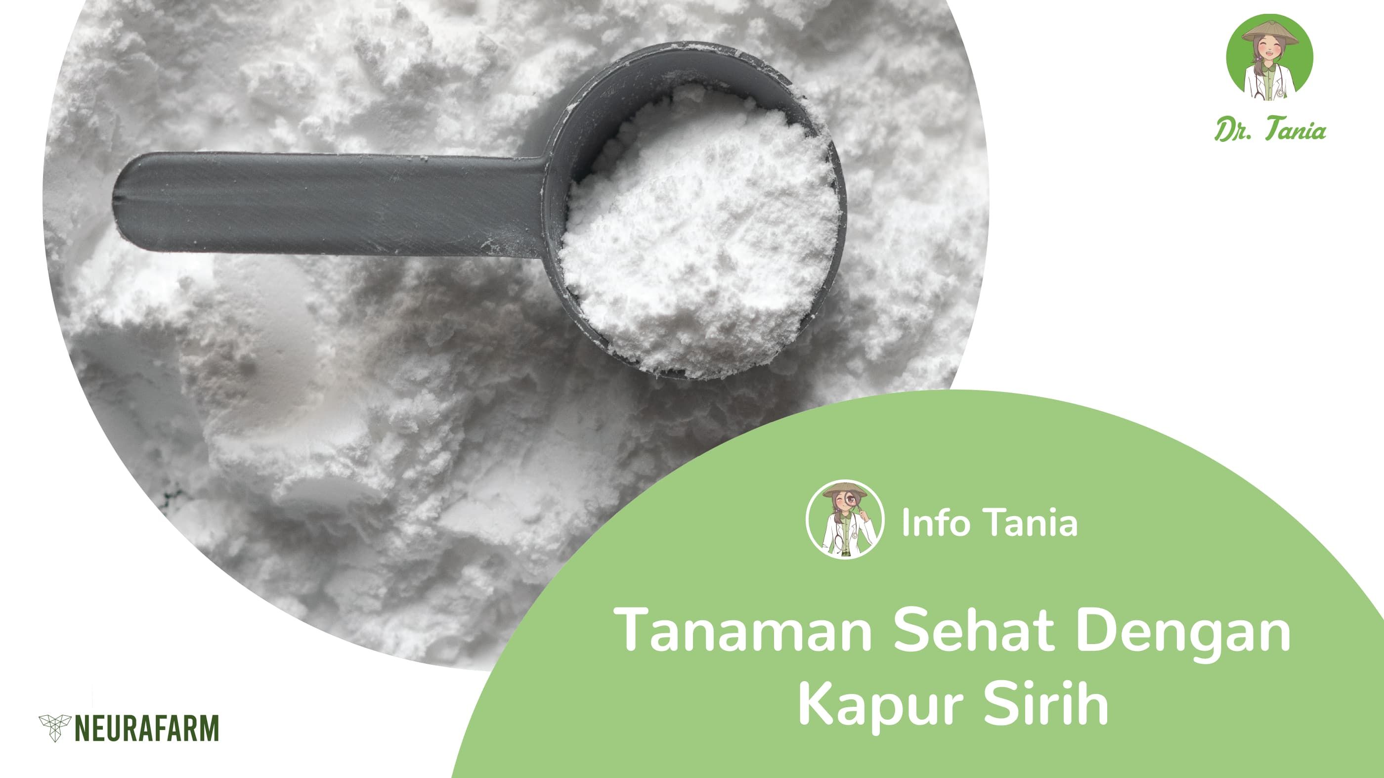 Tanaman Sehat Dengan Kapur Sirih