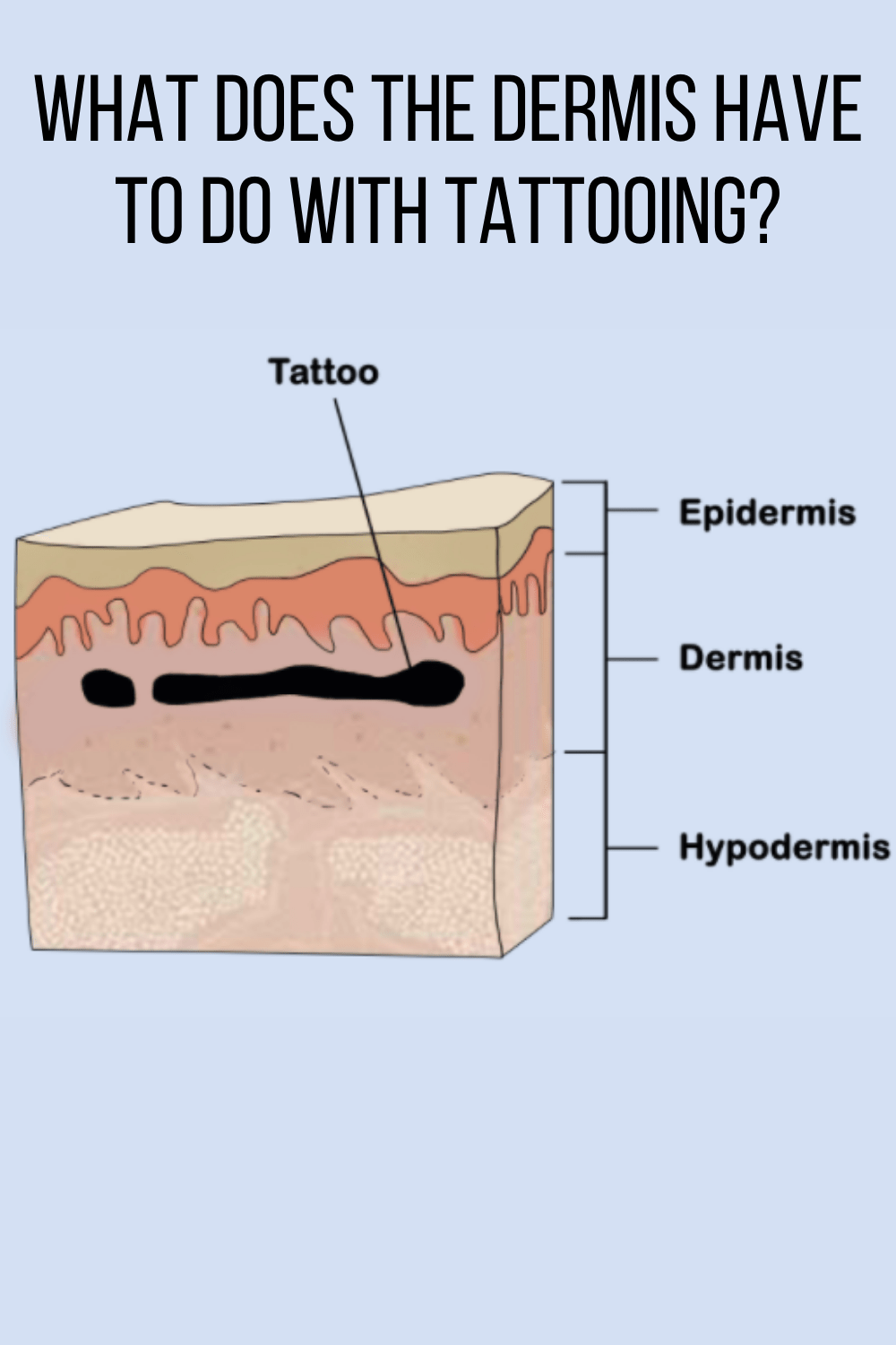 Why Your Dermis Is Important To Your Tattoo - Tattooglee