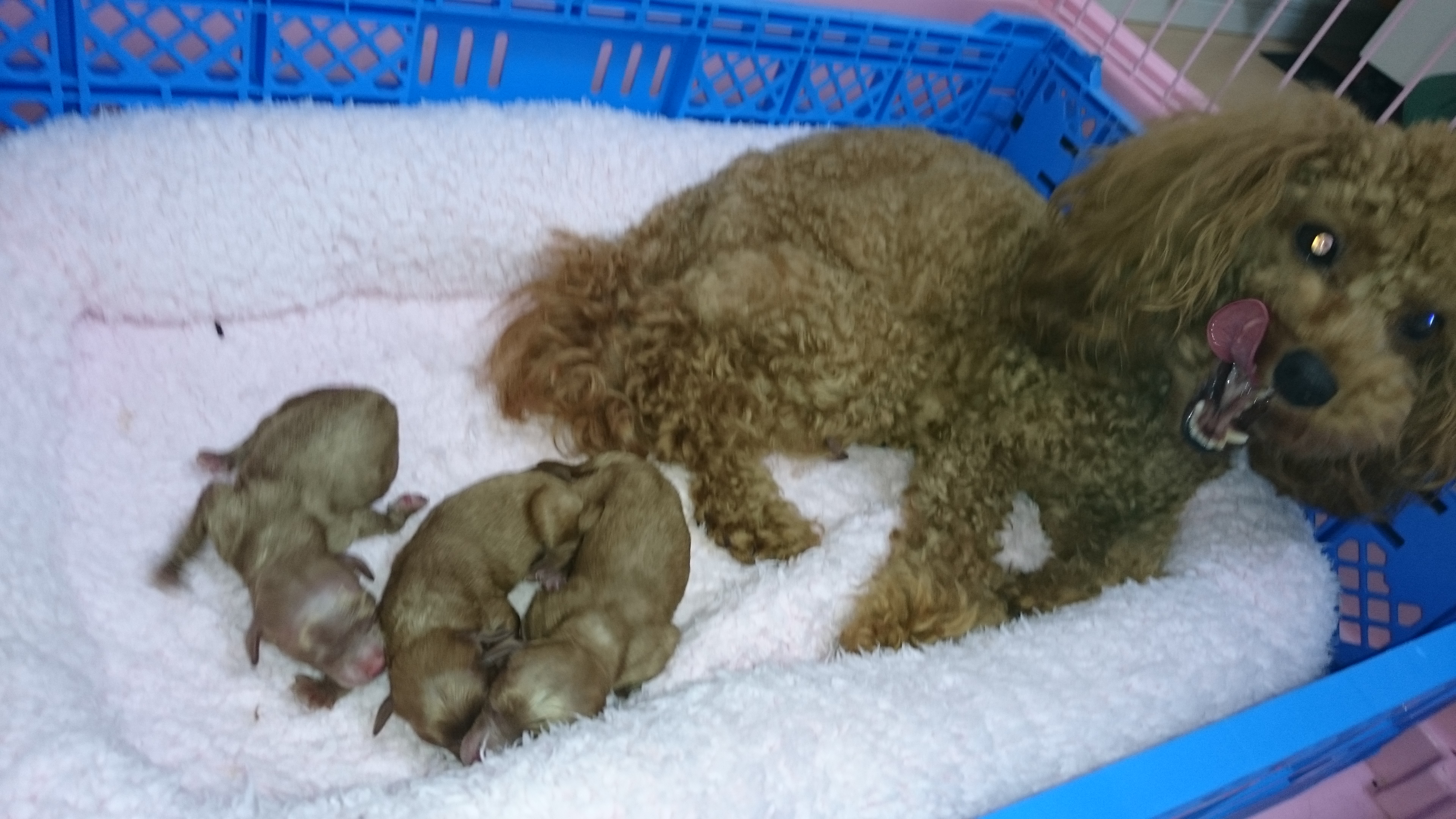 ティー カップ プードル 赤ちゃん