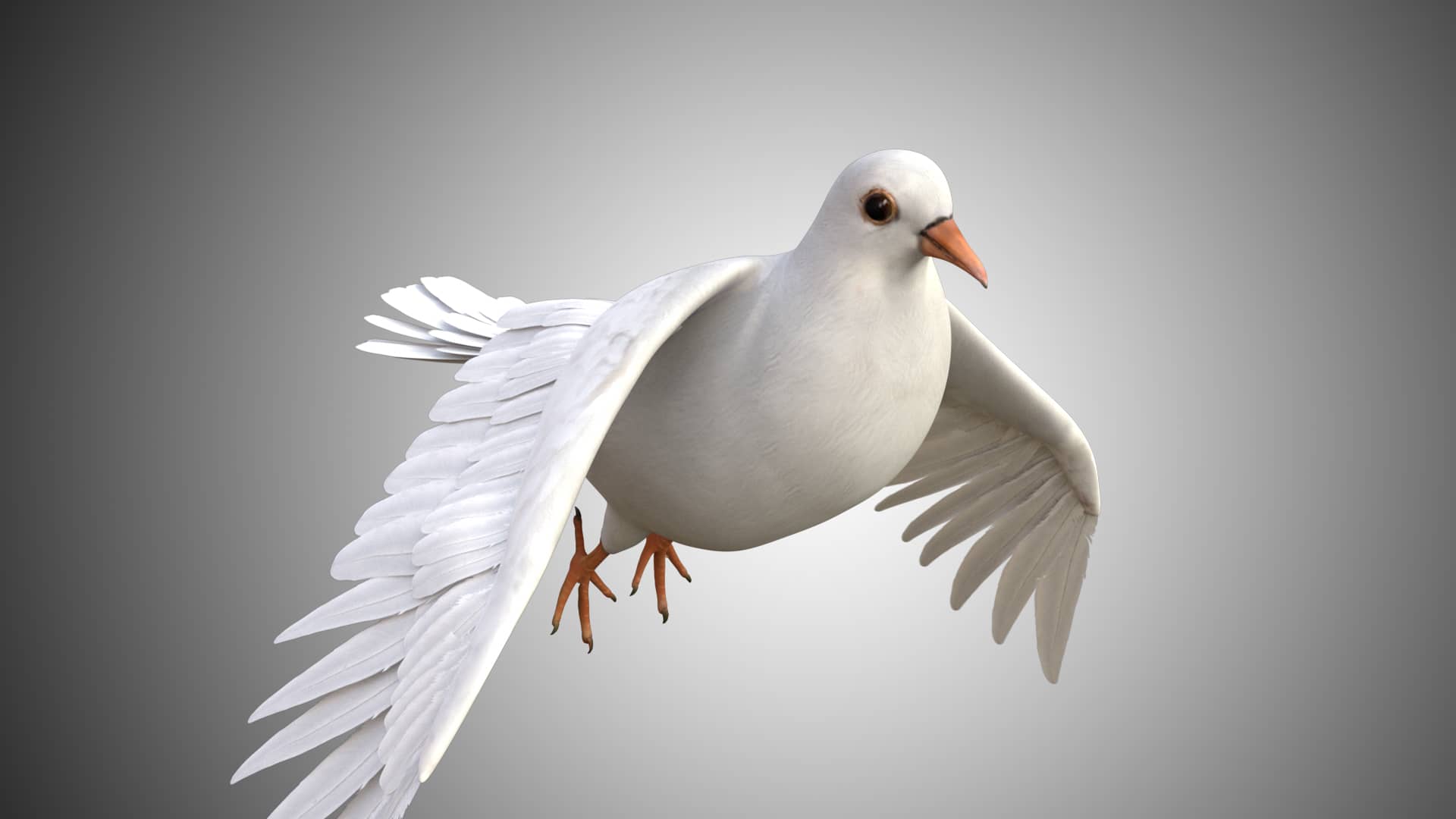 Bird Collection 3D Model Rigged and Low Poly Game ready Bird model free