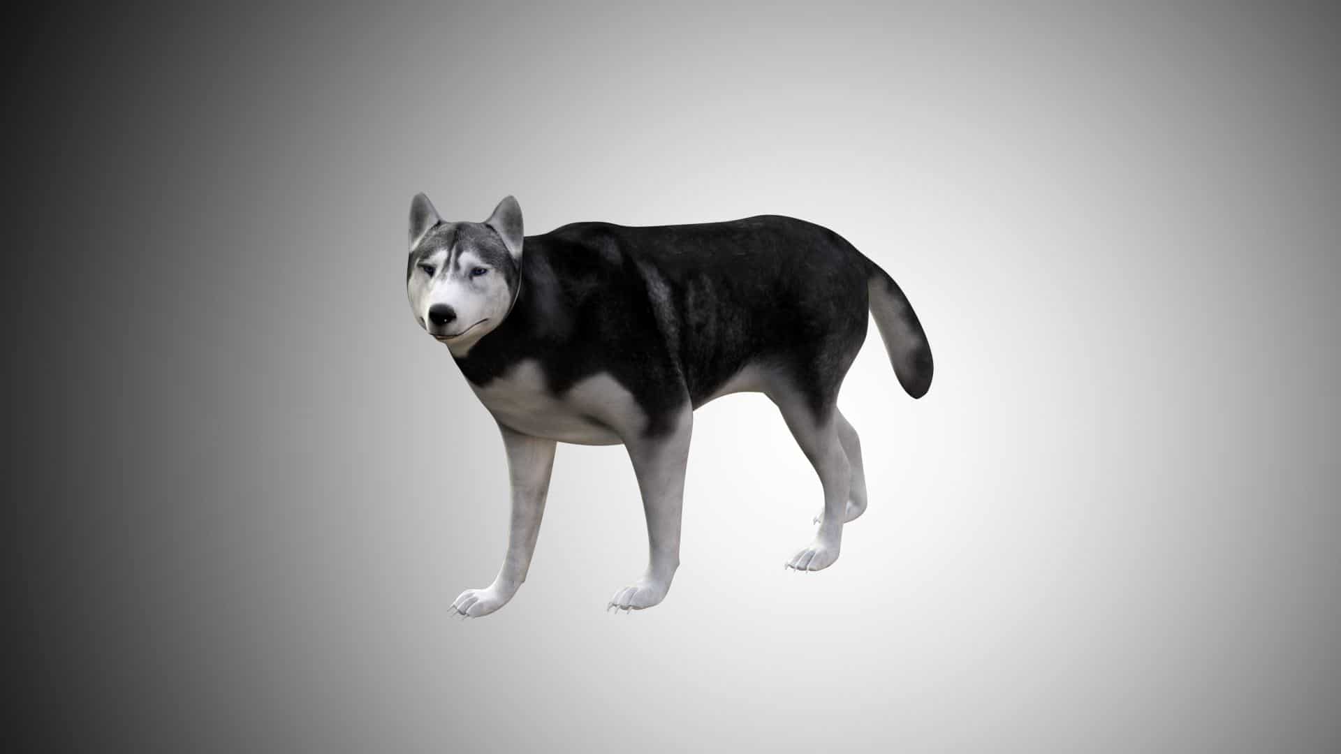 Husky 3d Model Rigged And Low Poly Game Ready Team 3d Yard