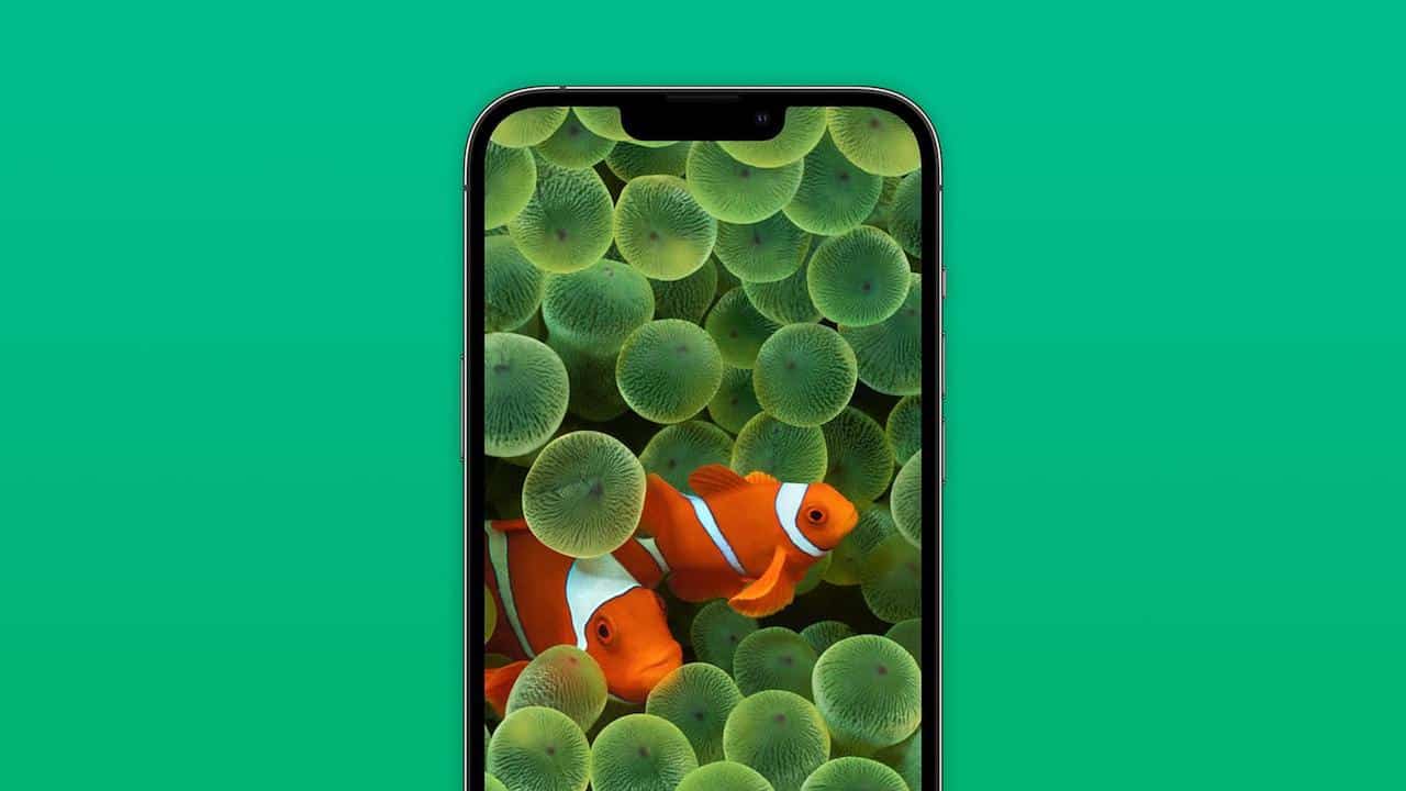 ios 16 clownfish wallpaper