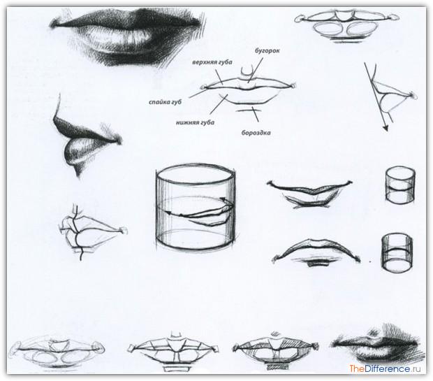 как нарисовать лицо человека картинки