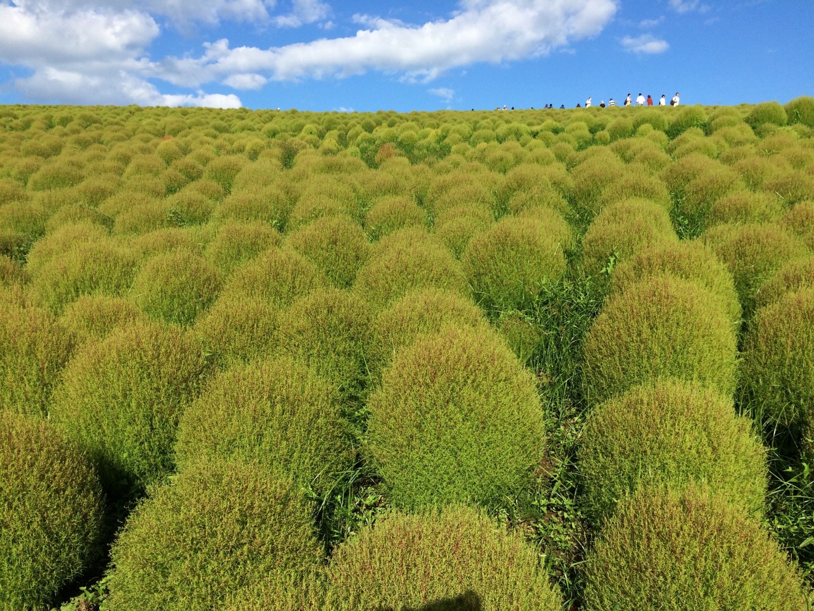 6 Tanaman Perdu (Ragam jenis, cara merawat, dan manfaat)