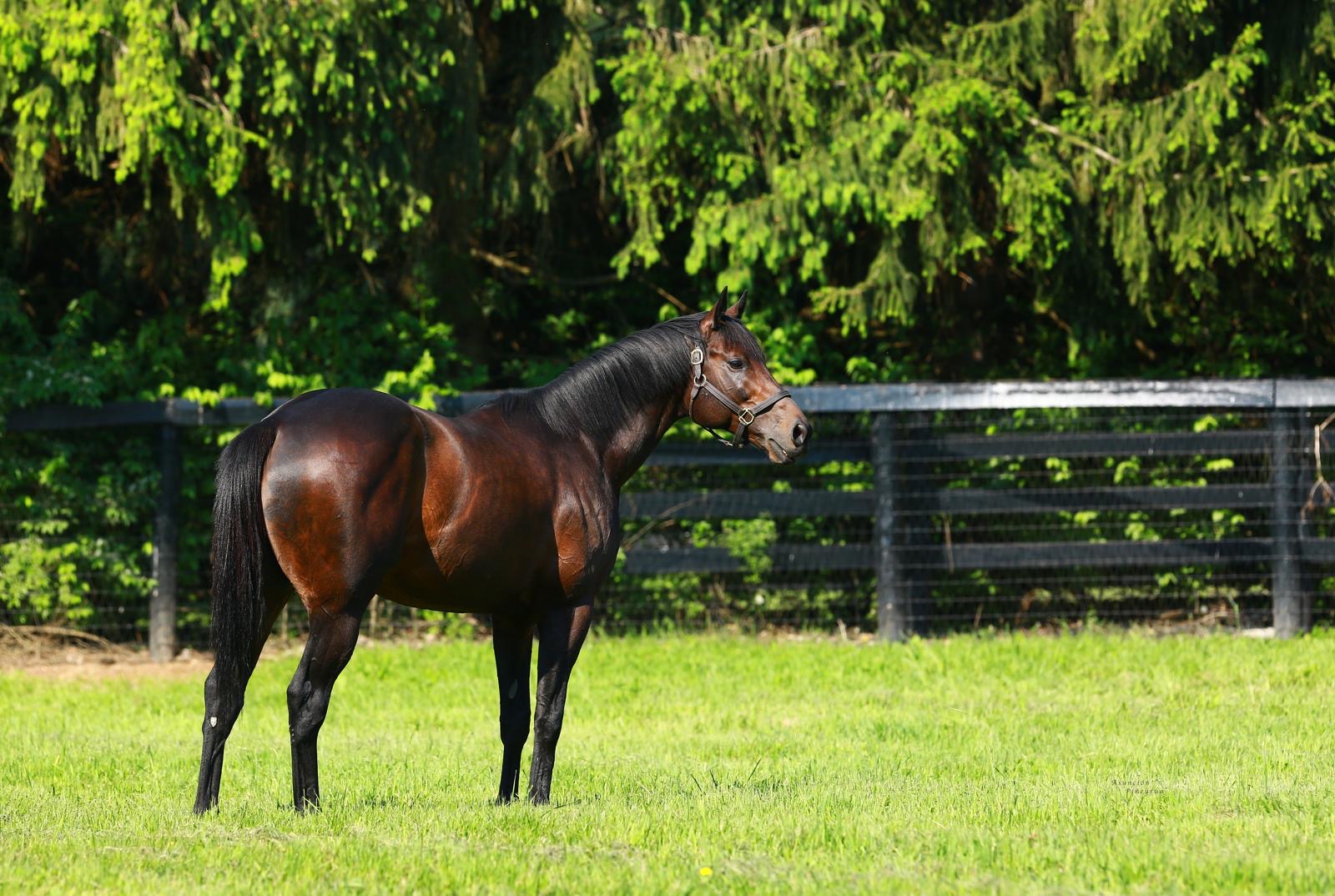 Uncle Mo: A Legacy of Influence in International Breeding
