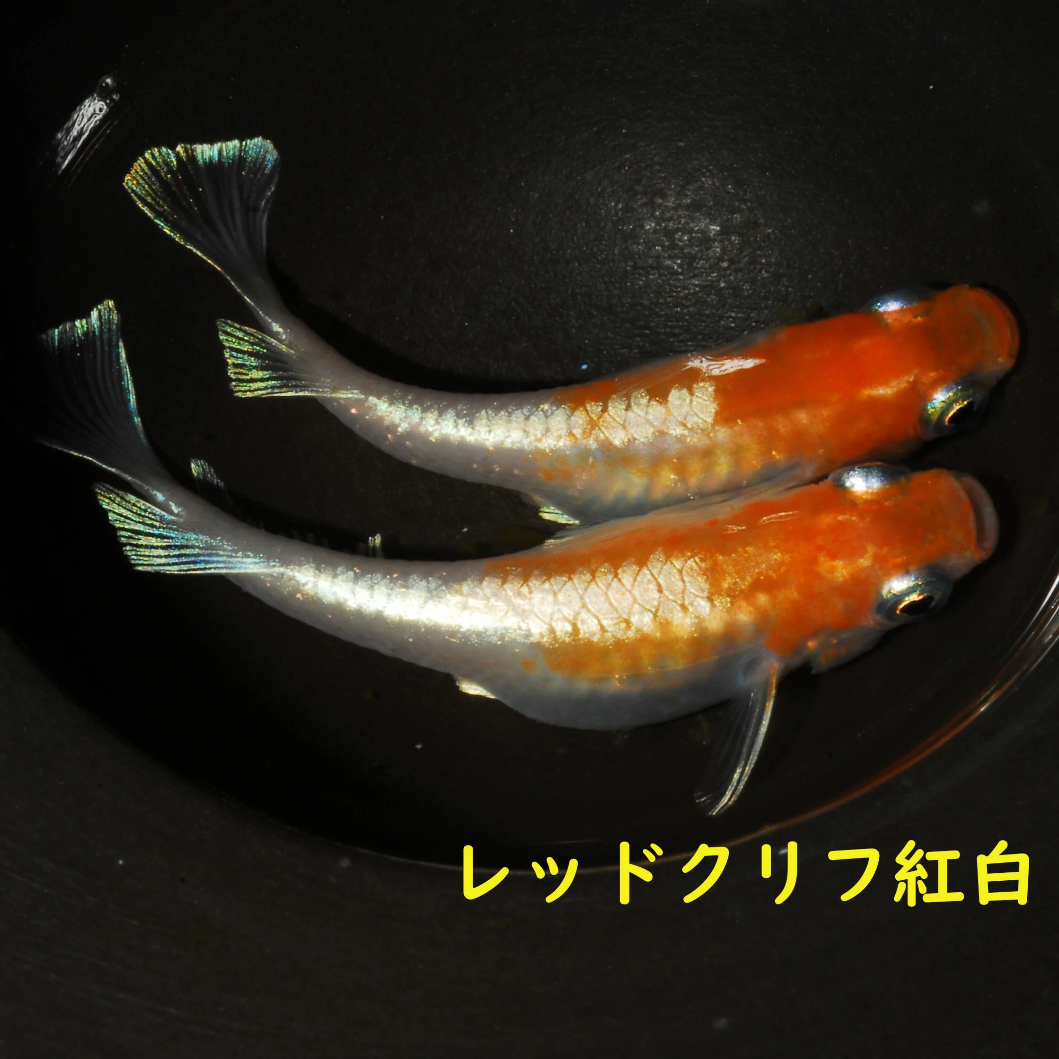 楽天市場】紅白 メダカの通販
