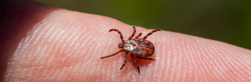 The Tick: How a Tiny Parasite Shapes Health, Culture, and Global Fear