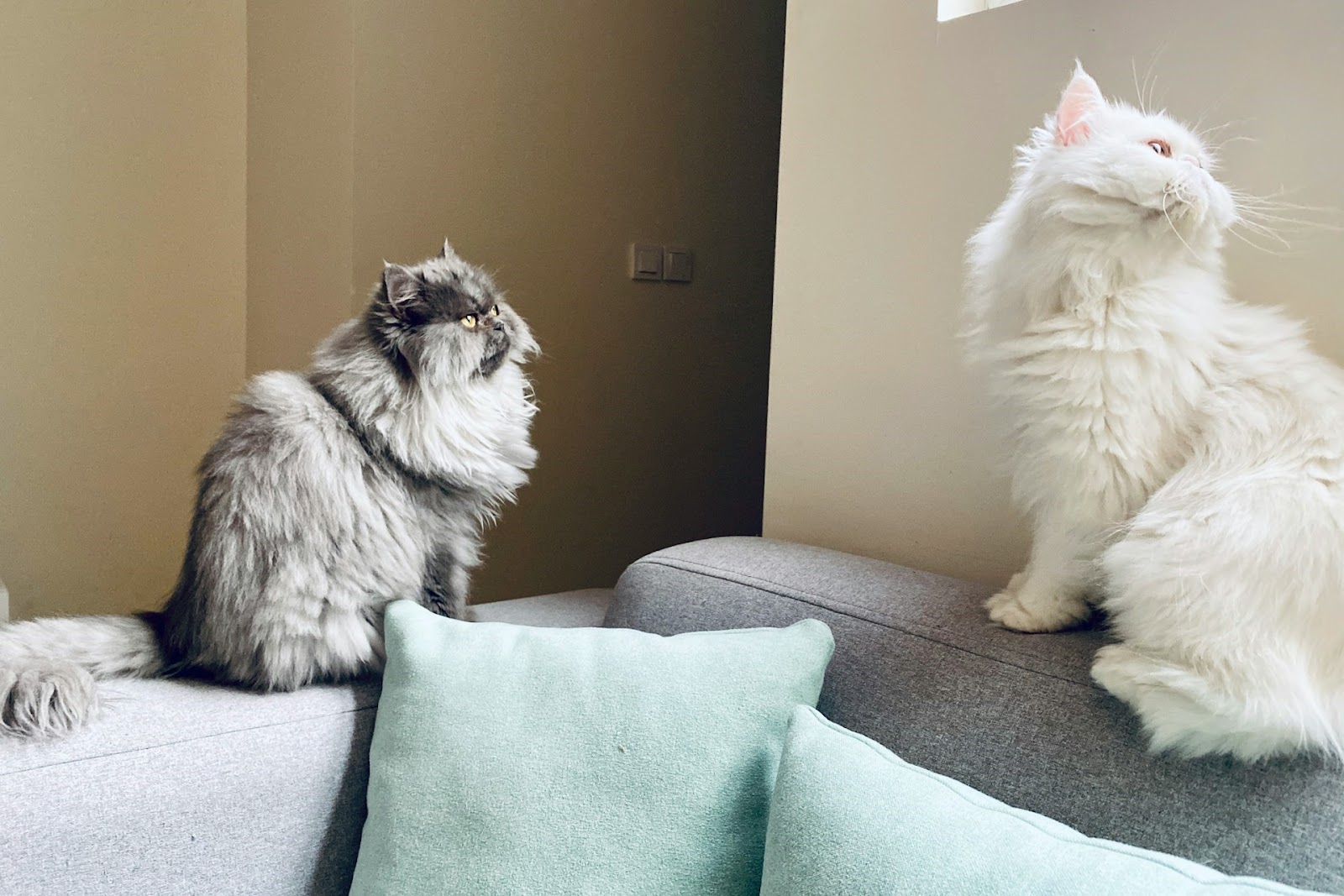 チンチラ（ペルシャ）とは？特徴や毛色の種類を徹底解説 | Tierzine（ティアジン）