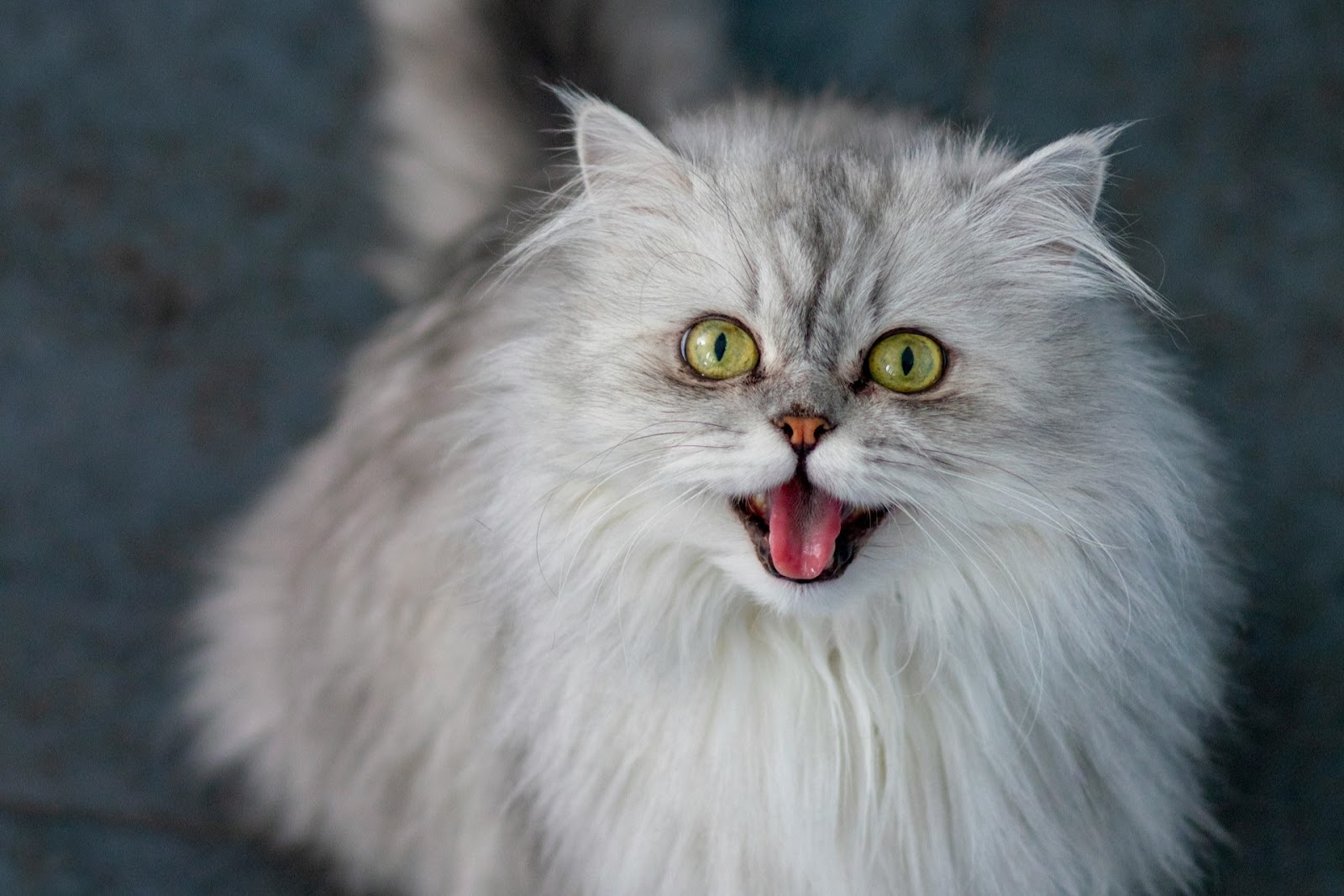 チンチラ（ペルシャ）とは？特徴や毛色の種類を徹底解説 | Tierzine（ティアジン）