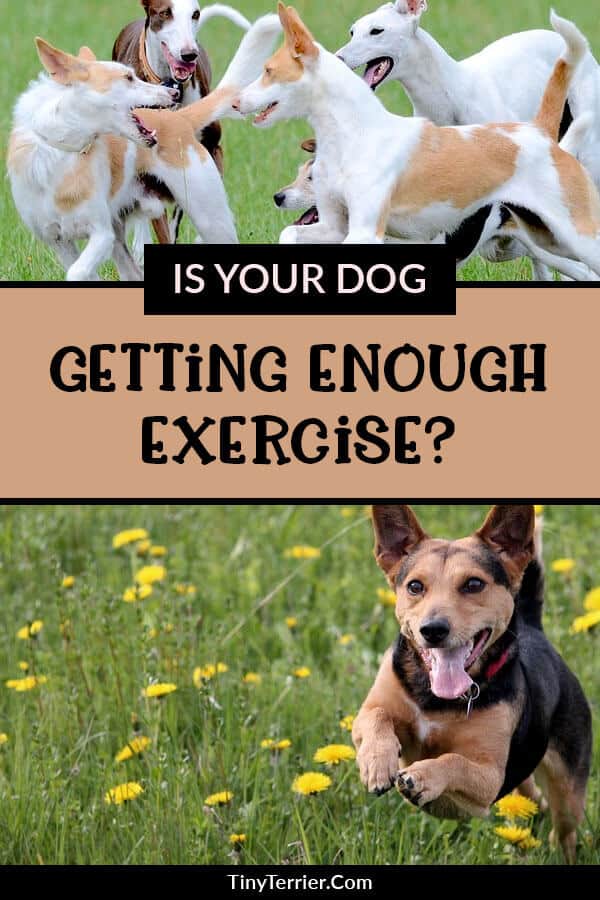55 Cute How Much Exercise Do Puppies Need Photo 8K uk.bleumoonproductions jpg (600x900)