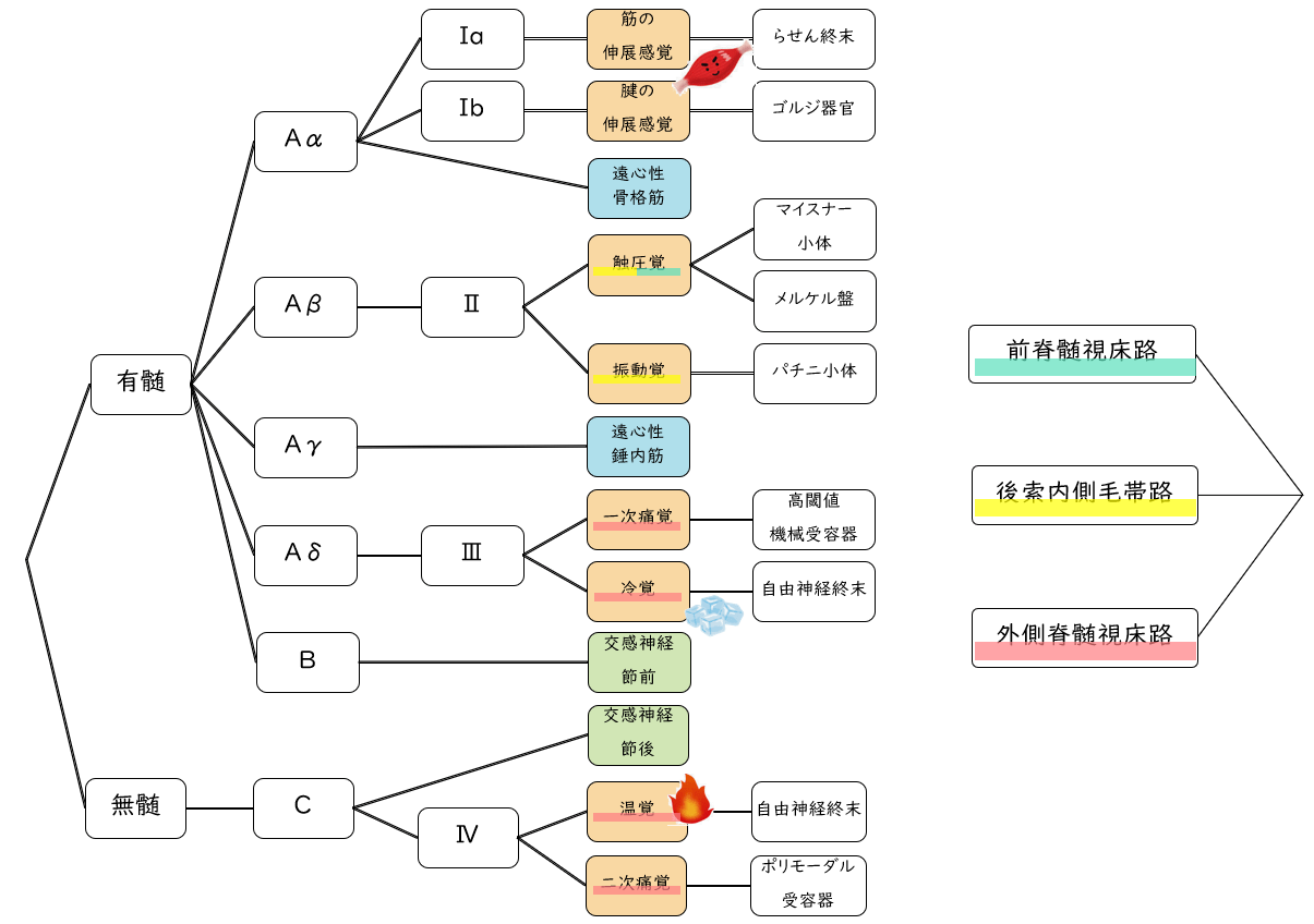 神経線維と感覚受容器の覚え方とゴロ合わせ！Ⅰa·Ⅱb·Ⅲ·Ⅳ群線維やAα·Aβ·Aγ·Aδ·B·C線維を分かりやすく |
