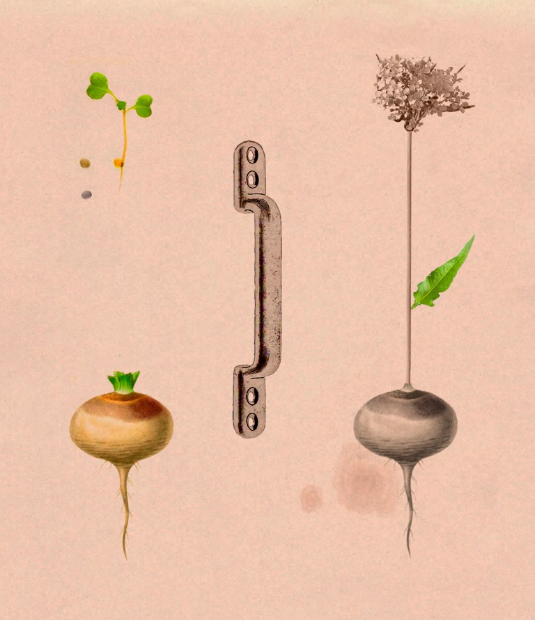 Haiku Challenge: Turnip – Tricycle: The Buddhist Review