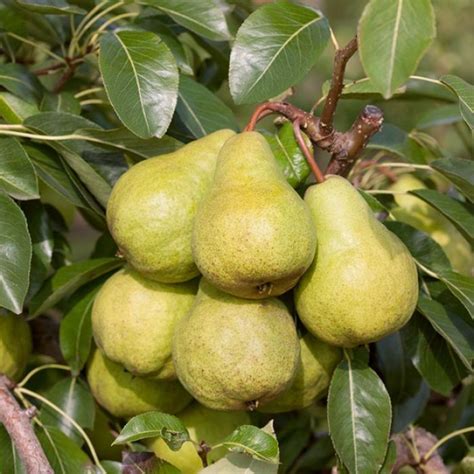 Pear Packhams Triumph