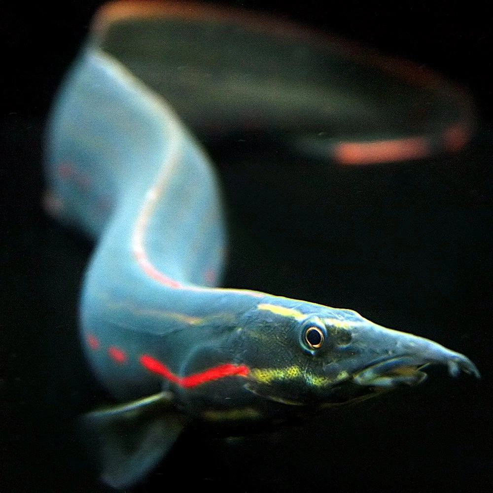 【楽天市場】(熱帯魚)( オススメ)ファイヤースパイニーイール (約10cm)(1匹)【Tropical fish】【水槽熱帯魚観賞魚飼育】【生体】【通販販売】【アクアリウムあくありうむ】【小型】 : ネオス 楽天市場店