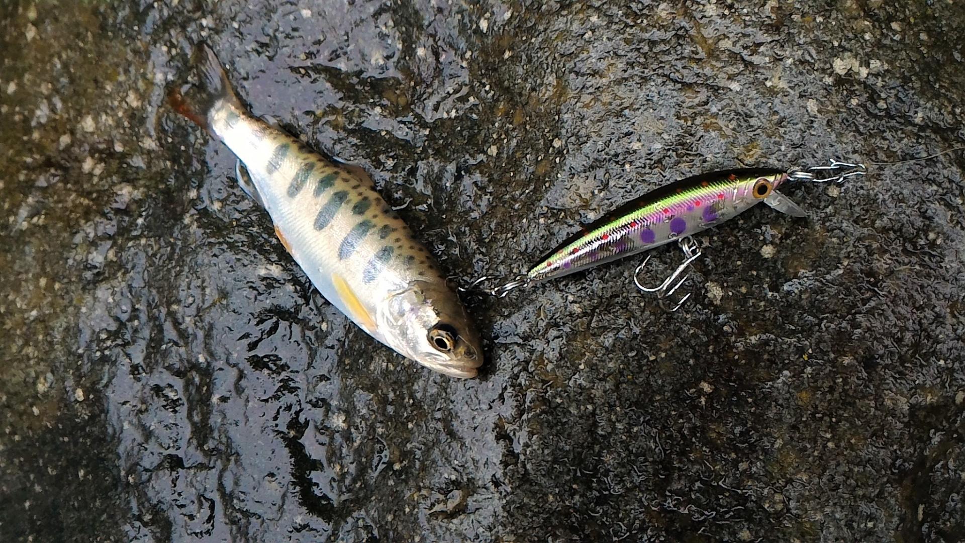 イワナとヤマメの共通点・違いとは？見分け方や味・料理方法の違いも紹介！ | 釣りラボマガジン