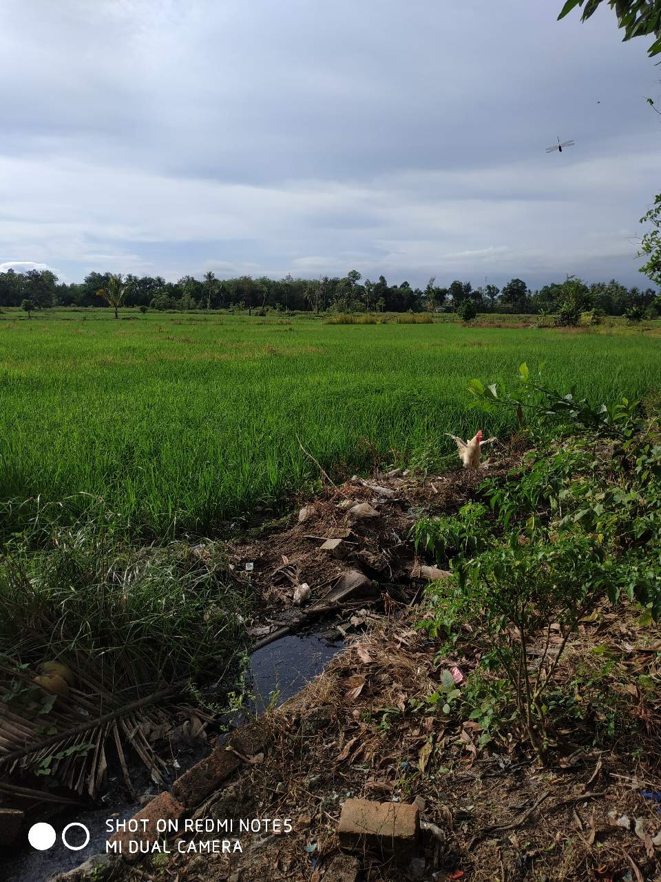 pemandangan desa saya - Fotografi - Mi Community - Xiaomi