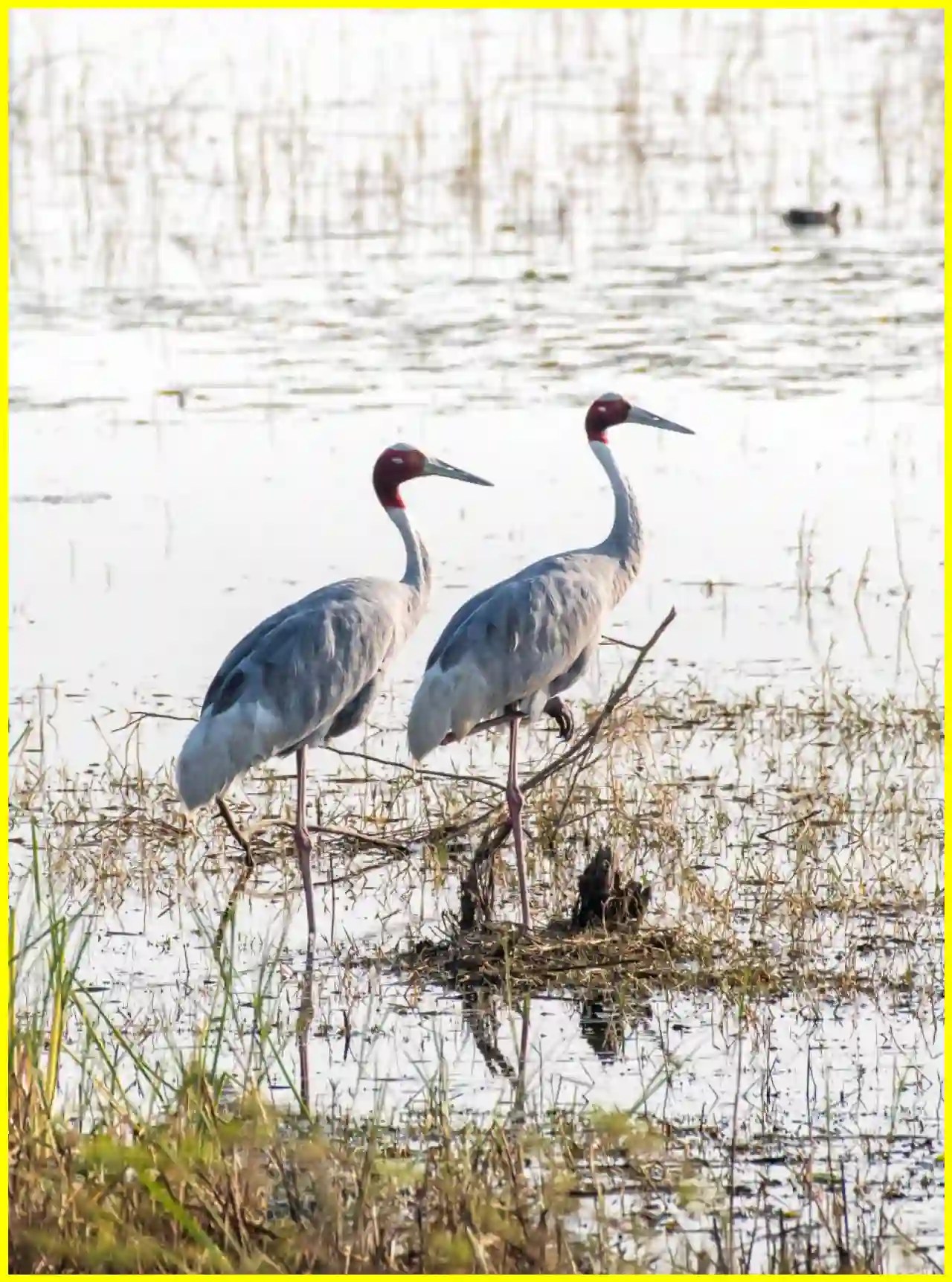 Hindustan Zinc’s Biodiversity Initiatives Touch Lives of Over 4.1 Lakh Animals | Udaipur Kiran Hindustan Zinc’s Biodiversity Initiatives Touch Lives of Over 4.1 Lakh Animals | Udaipur Kiran