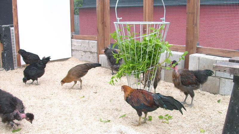 Huehner Info De Forum