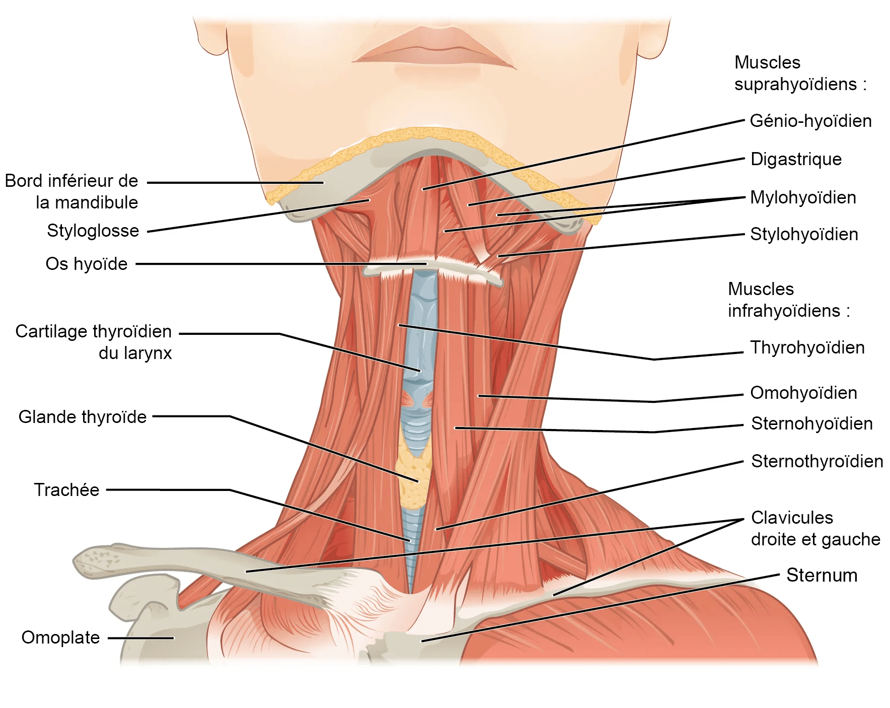 Muscles du cou anatomie