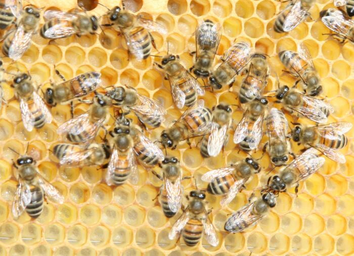 Buckfast Bee Wikipedia