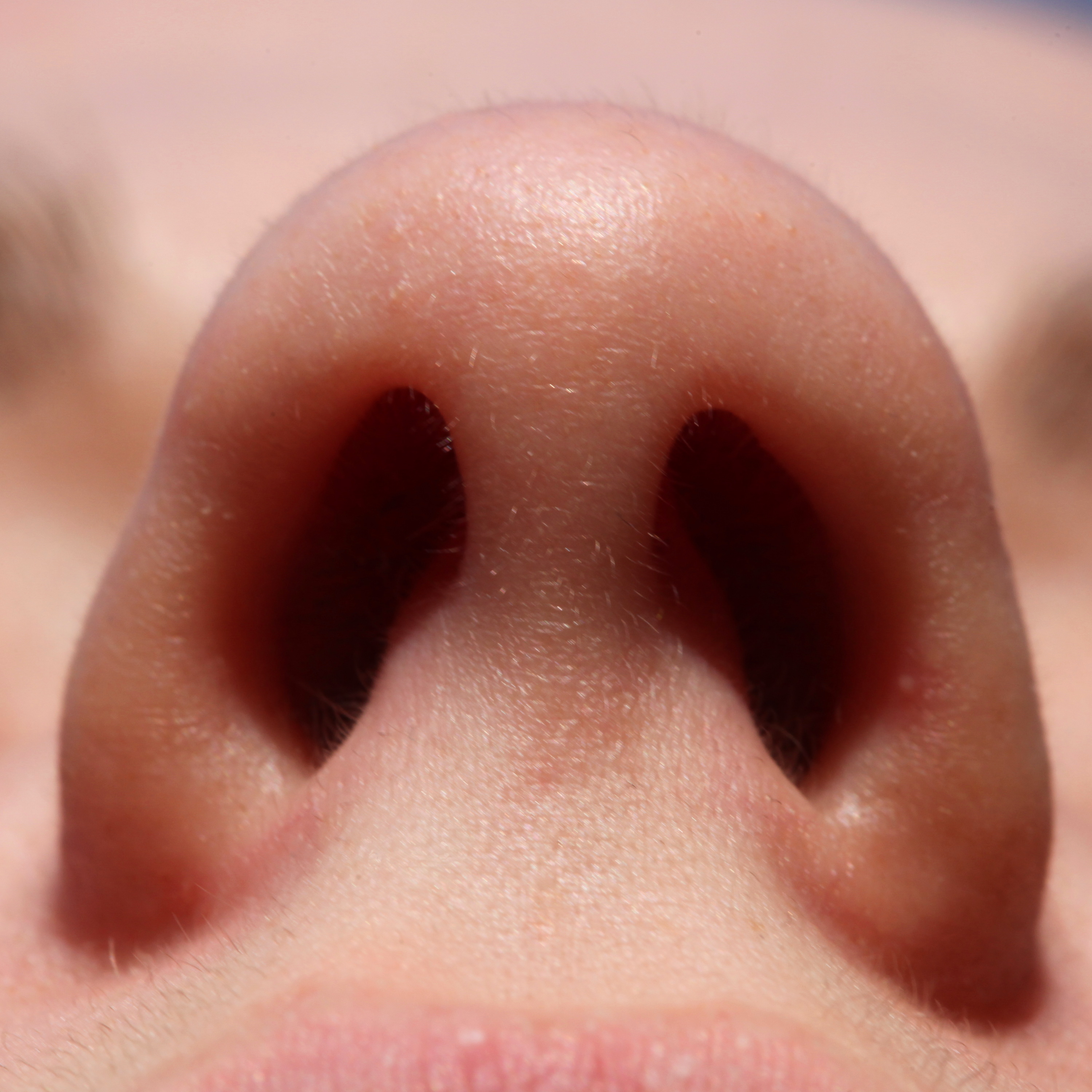 Picture of nostrils