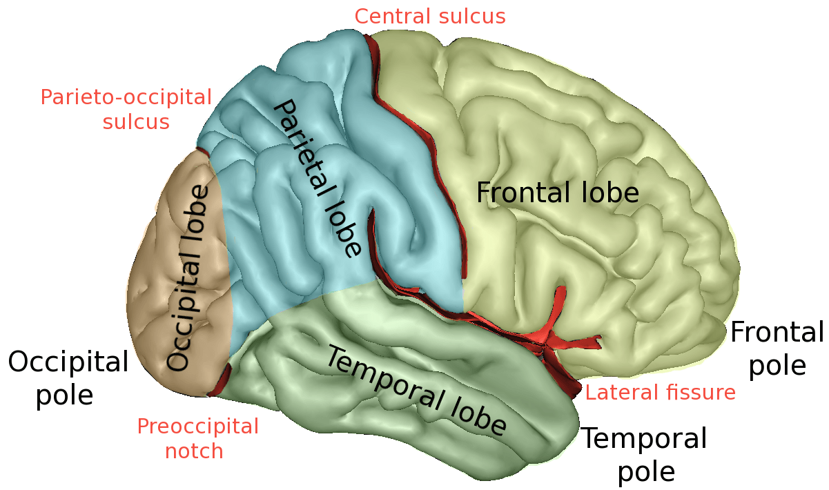 Posterior Cortical Atrophy Wikipedia