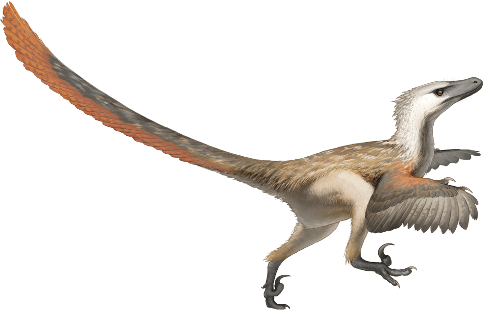 File Fred Wierum Velociraptor Png Wikimedia Commons