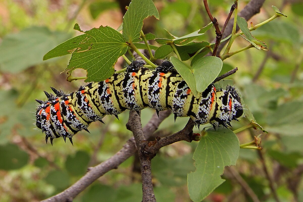 Gonimbrasia belina - Wikipedia Mopane worms