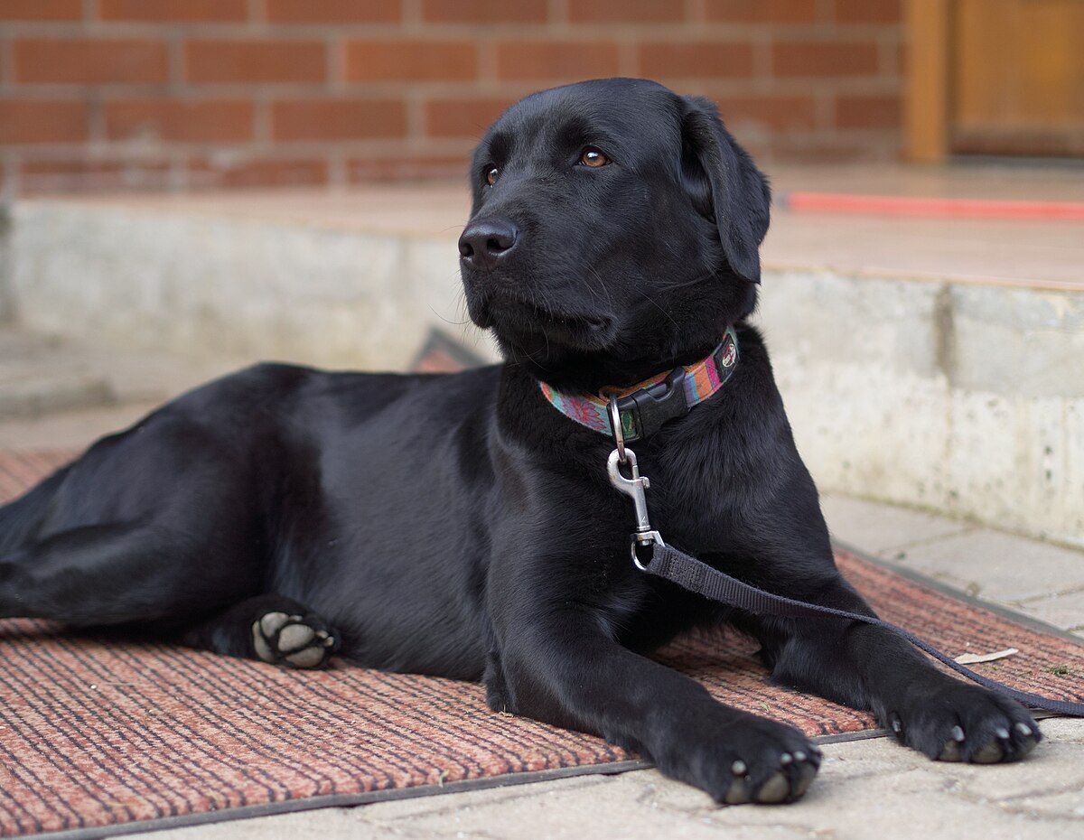 File:Female Black Labrador Retriever.jpg - Wikimedia Commons Photos of black labs
