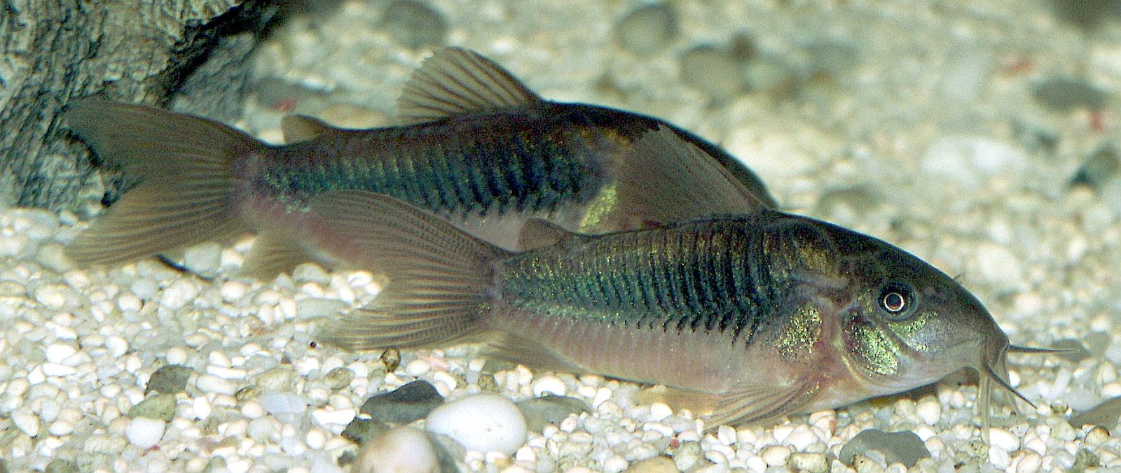 Bronze Cory fish Metallpanzerwels
