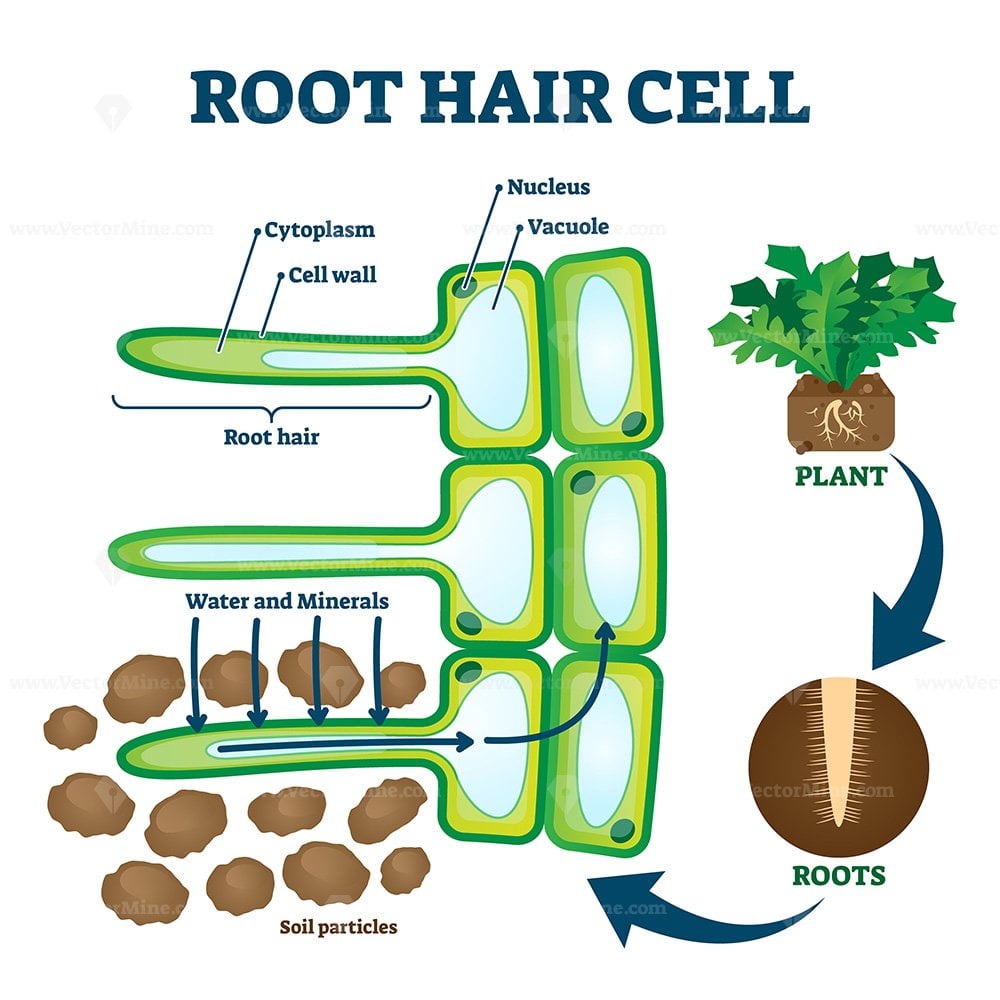 Animal and plant cell energy cycle vector illustration diagram. Soil cells