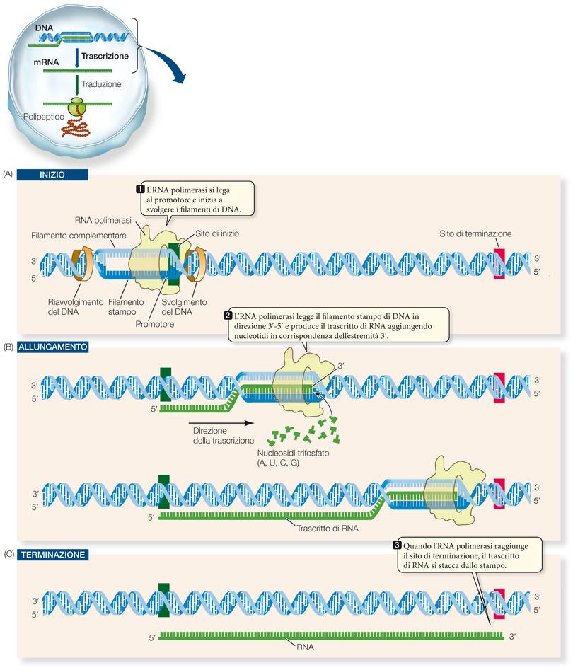 La Trascrizione Dell Informazione Genetica Il Dna