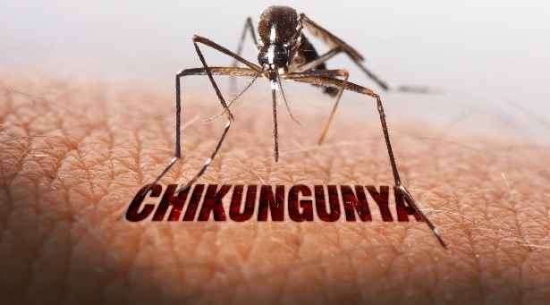 morte por febre chikungunya