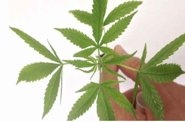 uso recreativo da maconha,legalização da maconha,legalização da maconha no Canadá,maconha liberada,maconha