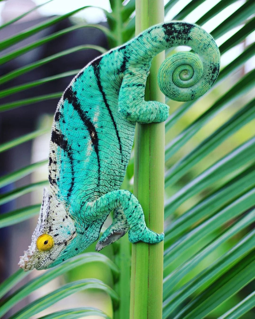 Parsons chameleon for sale
