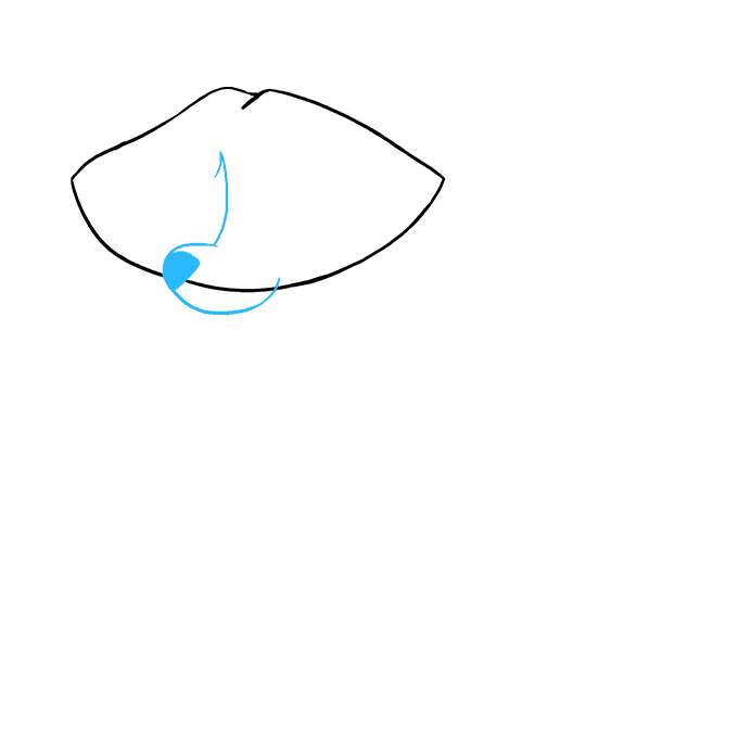 как нарисовать енота карандашом поэтапно для начинающих