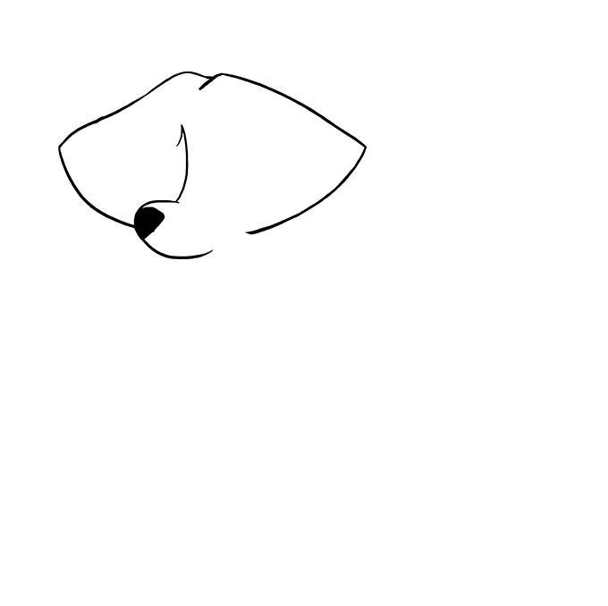 как нарисовать енота карандашом поэтапно для начинающих