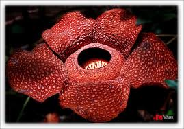 Raflesia Arnoldi | wahyunugroho162