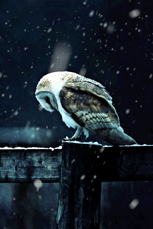 Gif Wallpapers Group 62